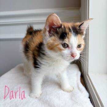 Domestic Short Hair and Manx Cats Available for Adoption in Bethel, Ohio - Darla  | PetCurious