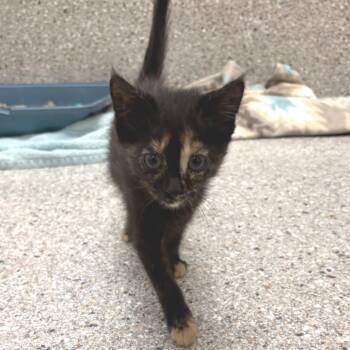 Hullabaloo -  Domestic Short Hair Cat for Adoption in Detroit Lakes, Minnesota - Hullabaloo | PetCurious
