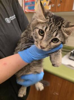 SAGE -  Domestic Long Hair Cat for Adoption in West Valley City, Utah - SAGE | PetCurious