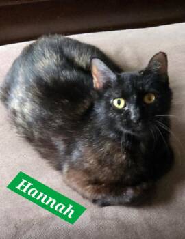 Hannah -  Domestic Short Hair Cat for Adoption in Manchester, Tennessee - Hannah | PetCurious