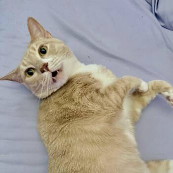 Snowball (and Nico) -  Tabby and Domestic Short Hair Cat for Adoption in Tulsa, Oklahoma - Snowball (and Nico) | PetCurious