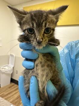 Super Snake -  Domestic Short Hair Cat for Adoption in Raleigh, North Carolina - Super Snake | PetCurious