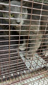 A657431 -  Domestic Short Hair Cat for Adoption in Houston, Texas - A657431 | PetCurious