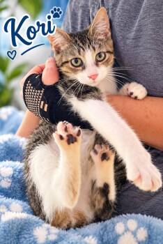 Kori -  Domestic Short Hair Cat for Adoption in Dalton, Georgia - Kori | PetCurious