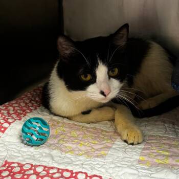 Domestic Short Hair Cats Available for Adoption - Plaster | PetCurious