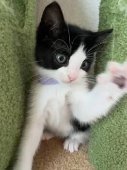 Rescue Domestic Short Hair Cats for Adoption in Bryan, Texas - Scully | PetCurious