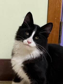 Merry -  Domestic Medium Hair Cat for Adoption in Amery, Wisconsin - Merry | PetCurious