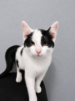 Hope -  Domestic Short Hair Cat for Adoption in Johnson City, Tennessee - Hope | PetCurious