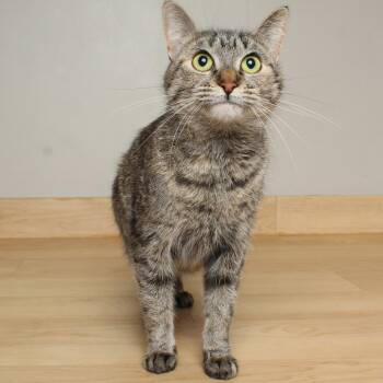 Rescue Domestic Short Hair Cats for Adoption in Minnetonka, Minnesota - Royalty C65441 | PetCurious