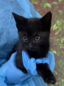 Domestic Short Hair Cats Available for Adoption in San Antonio, Texas - Forest | PetCurious