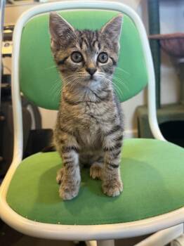 Thora -  Domestic Short Hair and Tabby Cat for Adoption in Emerald Isle, North Carolina - Thora | PetCurious