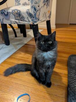 Rescue Persian Cats for Adoption in Asbury Park, New Jersey - Scooter | PetCurious