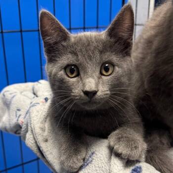Silver (Blue Collar) -  Domestic Short Hair and Russian Blue Cat for Adoption in Sunnyvale, California - Silver (Blue Collar) | PetCurious