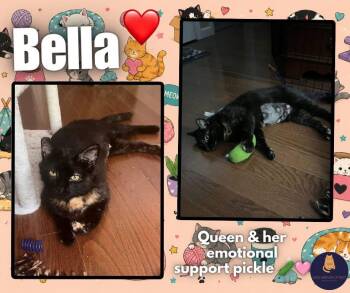 Bella -  Tortoiseshell Cat for Adoption in Enfield, Connecticut - Bella | PetCurious