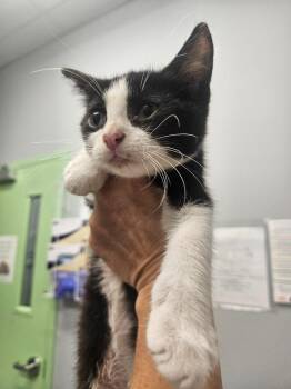 Frodo -  Domestic Short Hair Cat for Adoption in Bloomington, Indiana - Frodo | PetCurious