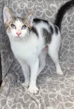 7072 (Sunny) -  Domestic Short Hair Cat for Adoption in Lake City, Michigan - 7072 (Sunny) | PetCurious
