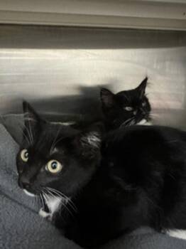 Buck -  Domestic Short Hair Cat for Adoption in Santa Rosa, California - Buck | PetCurious