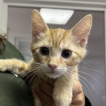 Domestic Short Hair Cats Available for Adoption in Ojai, California - Ricky | PetCurious