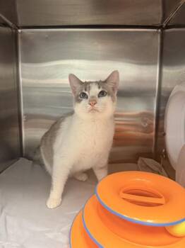 CHLOE -  Domestic Short Hair Cat for Adoption in Fort Walton Beach, Florida - CHLOE | PetCurious