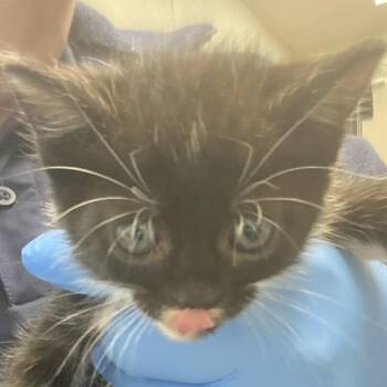 72264 -  Domestic Short Hair Cat for Adoption in Harrisonburg, Virginia - 72264 | PetCurious