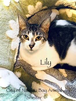 Rescue American Shorthair Cats for Adoption in Houston, Texas - F55-25 Lilly | PetCurious