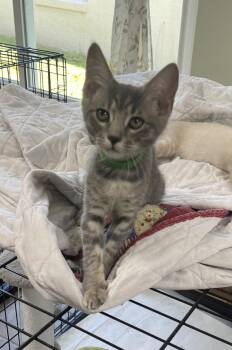 Alli -  Domestic Short Hair Cat for Adoption in Oviedo, Florida - Alli | PetCurious