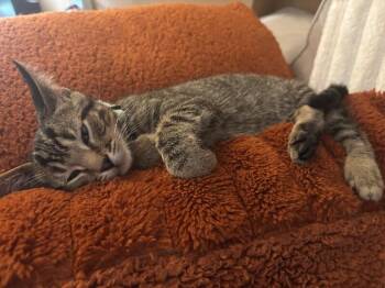 Simon -  Domestic Short Hair Cat for Adoption - Simon | PetCurious