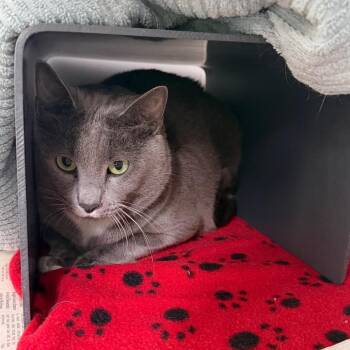 Cookie -  Domestic Short Hair Cat for Adoption in Chicago, Illinois - Cookie | PetCurious