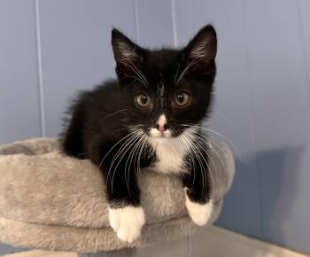 Mowgli -  Tuxedo and Domestic Medium Hair Cat for Adoption in Chattanooga, Tennessee - Mowgli | PetCurious