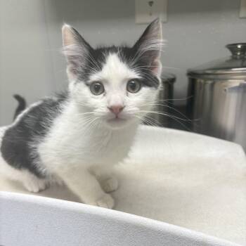 Rescue Domestic Short Hair Cats for Adoption in Dickinson, North Dakota - Calamity Jane | PetCurious