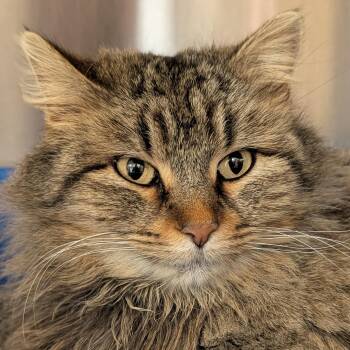 Domestic Medium Hair Cats Available for Adoption - Snickerdoodle | PetCurious