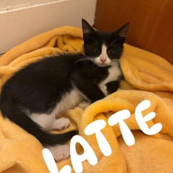 Latte Ontiveros -  Domestic Short Hair Cat for Adoption in Eagle Mountain, Utah - Latte Ontiveros | PetCurious