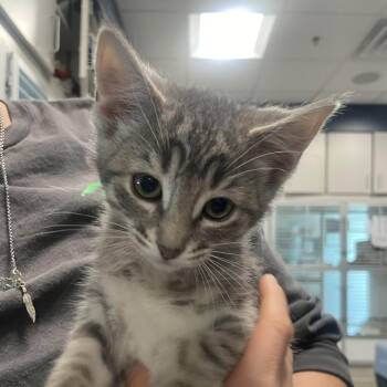 Domestic Short Hair Cats Available for Adoption in Hailey, Idaho - Mika | PetCurious