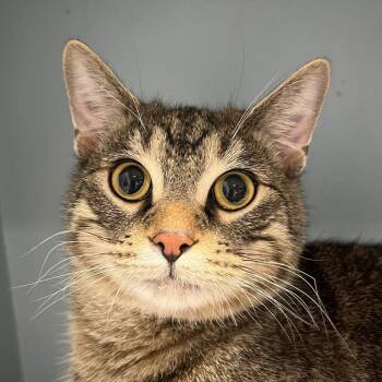 Domestic Short Hair Cats Available for Adoption - Cocoa | PetCurious