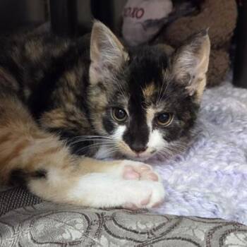 Sheila -  Domestic Short Hair Cat for Adoption in Voorhees Township, New Jersey - Sheila | PetCurious