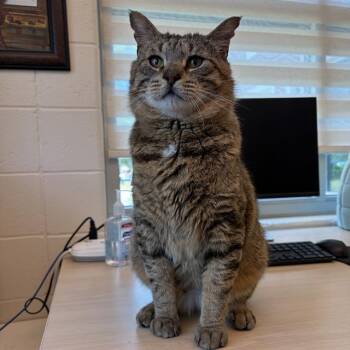 BLIZZARD LIZARD - FIV+ -  Domestic Short Hair Cat for Adoption in Barnstable, Massachusetts - BLIZZARD LIZARD - FIV+ | PetCurious