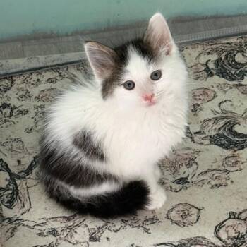 MURRAY -  Domestic Medium Hair Cat for Adoption in Gresham, Wisconsin - MURRAY | PetCurious