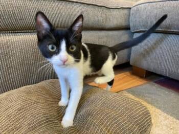 *BEAR -  Domestic Short Hair Cat for Adoption in Woodland, California - *BEAR | PetCurious