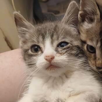 Rescue Domestic Short Hair Cats for Adoption in Winchester, Virginia - Rotti | PetCurious