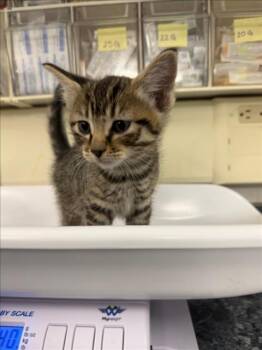 *BO JACK -  Domestic Short Hair Cat for Adoption in Woodland, California - *BO JACK | PetCurious