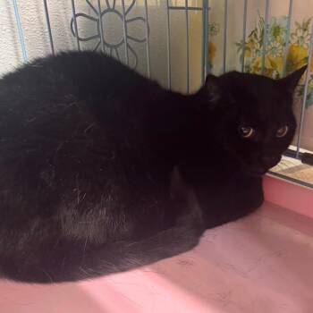 Nala (aka Monita) -  Domestic Short Hair Cat for Adoption in Priest River, Idaho - Nala (aka Monita) | PetCurious