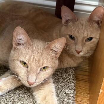 Domestic Short Hair Cats Available for Adoption - Bella And Beck | PetCurious