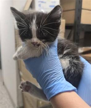 Domestic Medium Hair Cats Available for Adoption in San Bernardino, California - WREN | PetCurious