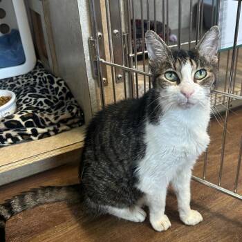 Queen Latifa (Bella) -  Domestic Short Hair Cat for Adoption in Port Richey, Florida - Queen Latifa (Bella) | PetCurious