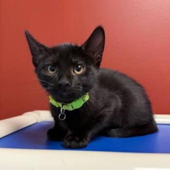 Domestic Short Hair Cats Available for Adoption in Janesville, Wisconsin - Beast Boy | PetCurious
