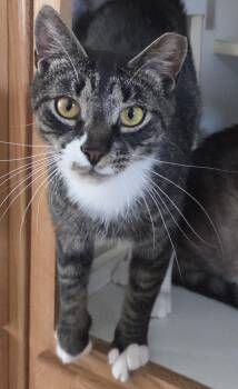 Biscuits -  Domestic Short Hair Cat for Adoption in Mansfield, Connecticut - Biscuits | PetCurious