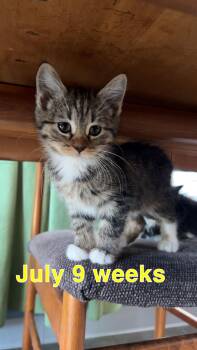 Domestic Short Hair Cats Available for Adoption - July | PetCurious