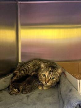 Domestic Short Hair Cats Available for Adoption in Jackson, Tennessee - Rene | PetCurious