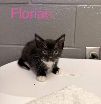 Florian -  Domestic Short Hair Cat for Adoption in Fort Worth, Texas - Florian | PetCurious