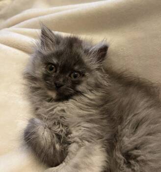Lolitta -  Himalayan and Maine Coon Cat for Adoption in Brampton, Ontario - Lolitta | PetCurious